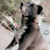 bellaschumaker